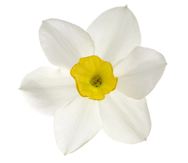 stock image Isolated white narcissus