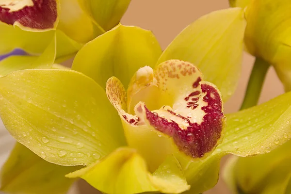 Orchidée jaune avec gouttes — Photo