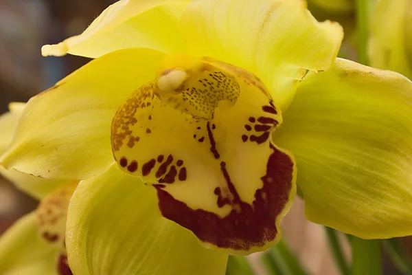 Foto orchidea gialla e rossa — Foto Stock