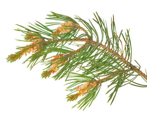 Na białym tle zielony pine oddział — Zdjęcie stockowe