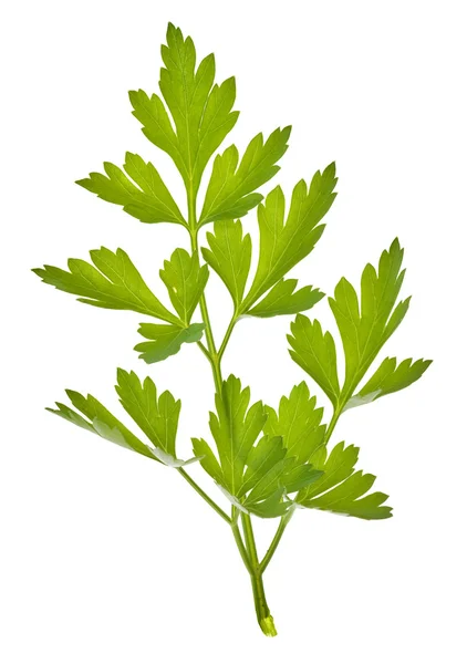 Pietruszka zielona izolowana na białym — Zdjęcie stockowe