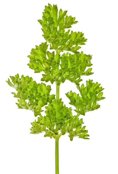 Curled parsley isolated on white — Stock Photo, Image