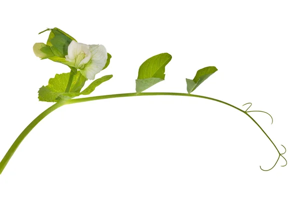 stock image Green pea tendril with flower