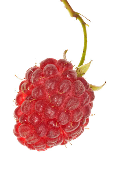 Single ripe raspberry on white background