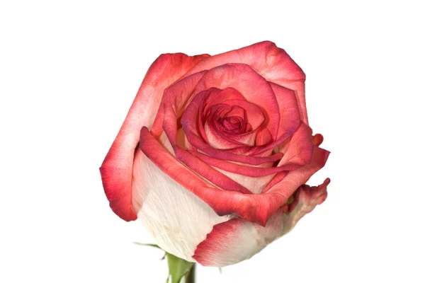 Vereinzelt weiße und rote Rose — Stockfoto