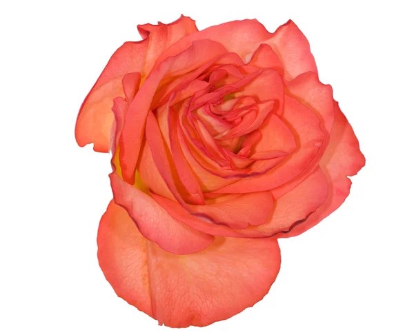 Orangefarbene Rose — Stockfoto