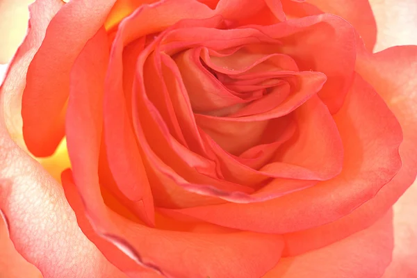 Piękny pomarańczowy rose makro — Zdjęcie stockowe