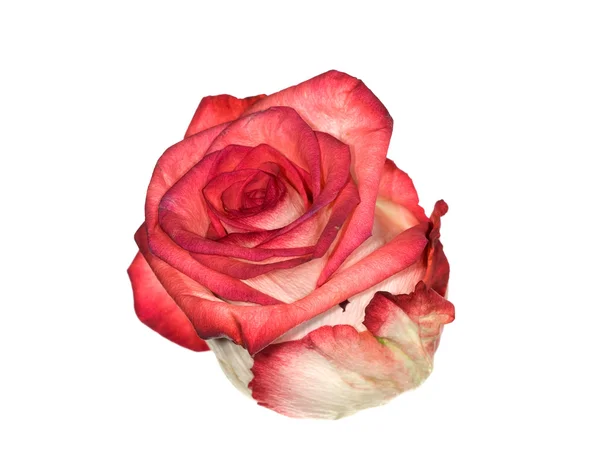Изолированная красно-белая роза — стоковое фото