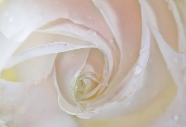 Light rose centre in drops — Stock Photo, Image