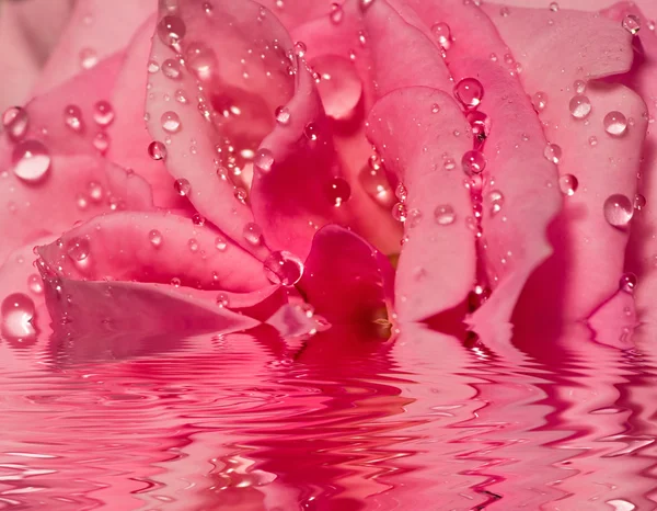 Rosa rosa reflexão — Fotografia de Stock