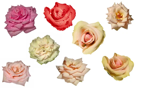 Rosa blommor samling — Stockfoto