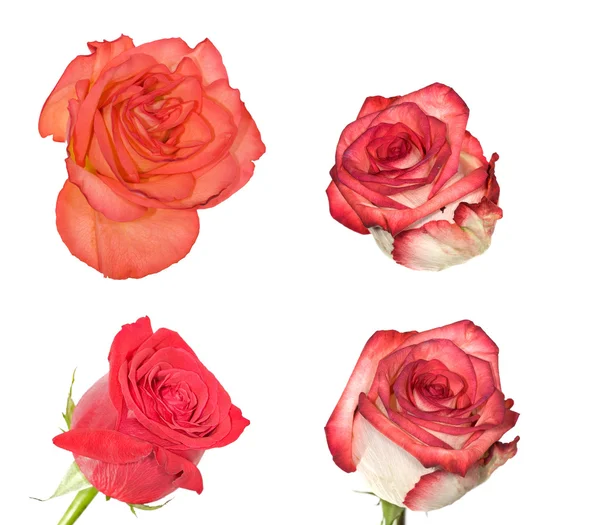 Vier isolierte Rosen — Stockfoto