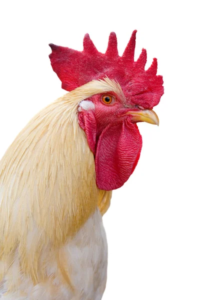 Isolated light rooster portrait — Stock Photo, Image