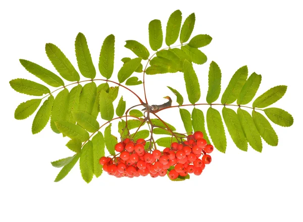 Czerwona jarzębina berriers — Zdjęcie stockowe