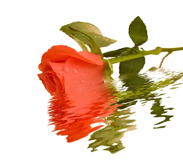 Rose with drops and reflection — Stock Photo, Image