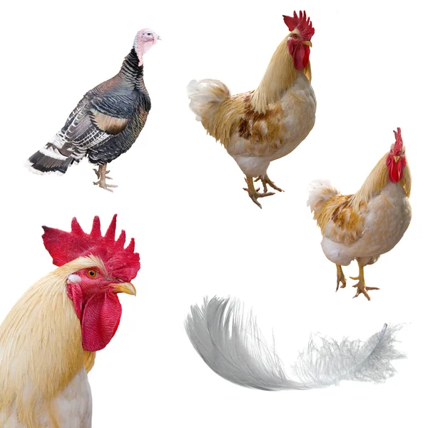 Roosters, turkey cock and feather — Stock Photo, Image