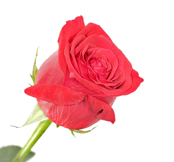 孤立的红玫瑰 — 图库照片