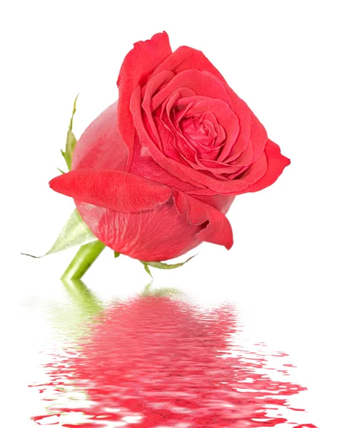 Красная роза с отражением на белом — стоковое фото