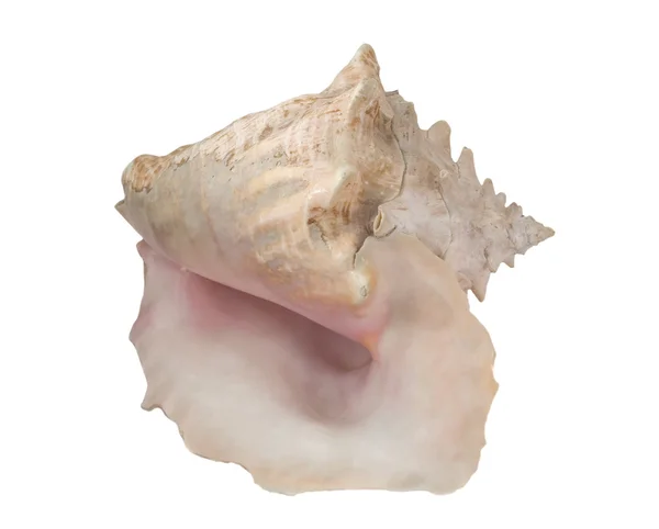Világos rózsaszín kagyló — Stock Fotó