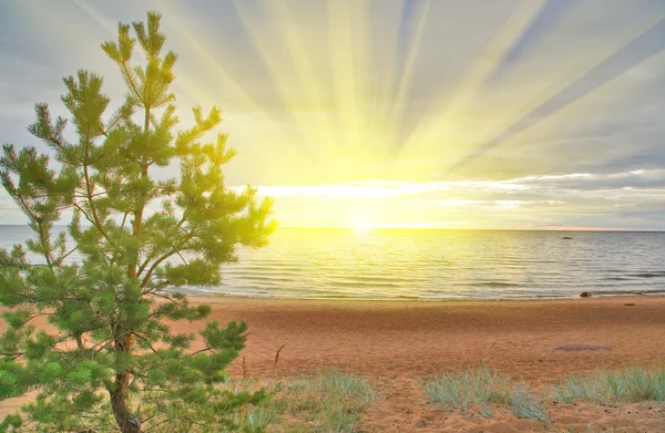 松树在海上日落 — 图库照片