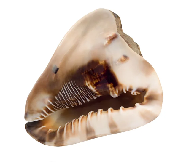 Barna csíkos kagyló — Stock Fotó