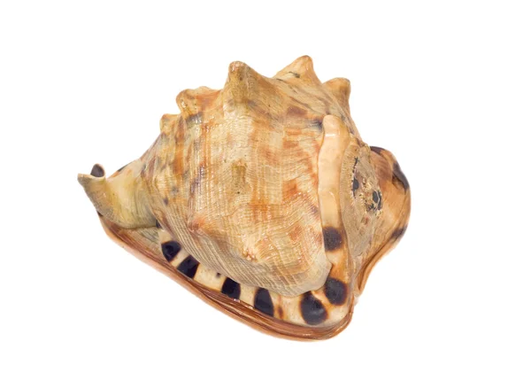 大きな茶色の貝 — ストック写真