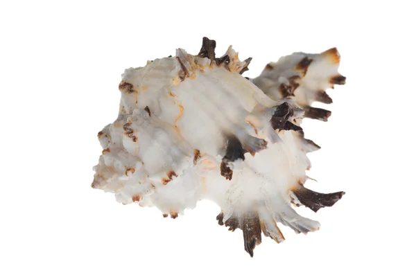 Белые и чёрные моллюски — стоковое фото
