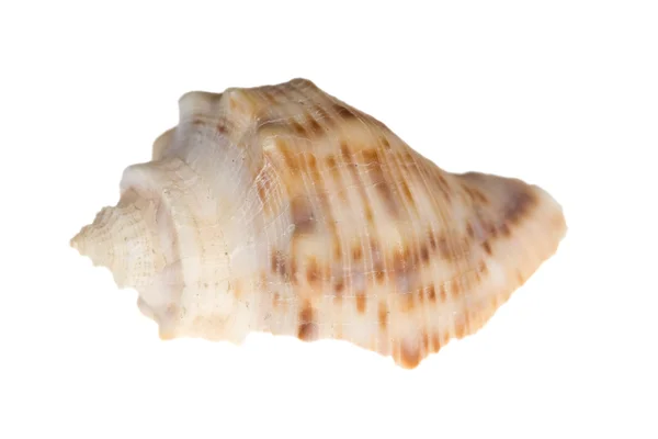 Kis barna kagyló — Stock Fotó