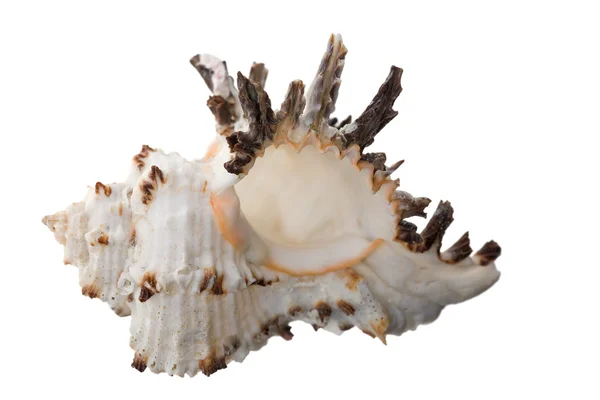 Siyah-Beyaz kabuklu deniz ürünleri — Stok fotoğraf