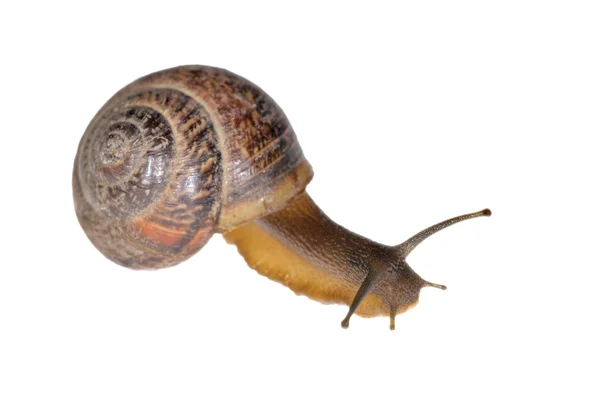 Small brown snail — Stock Photo, Image
