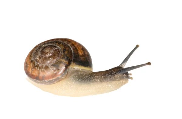 Isolated brown snail — Stock Photo, Image