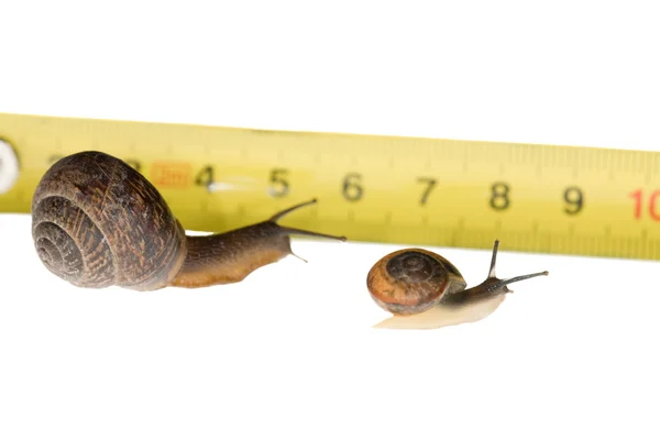Two snails and tape — Stock Photo, Image