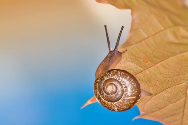 Ślimak brązowy liść — Zdjęcie stockowe