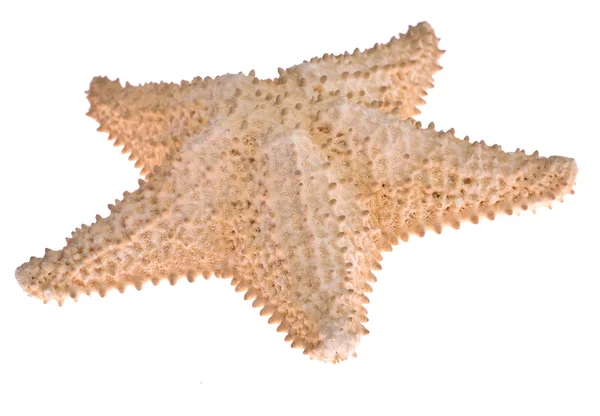 Uneven isolated starfish — Stock Photo, Image