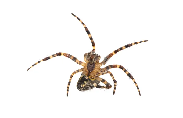 Örümcek saldırganlık — Stok fotoğraf