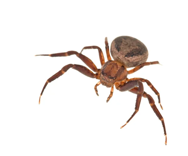 Donkere bruine spider — Stockfoto