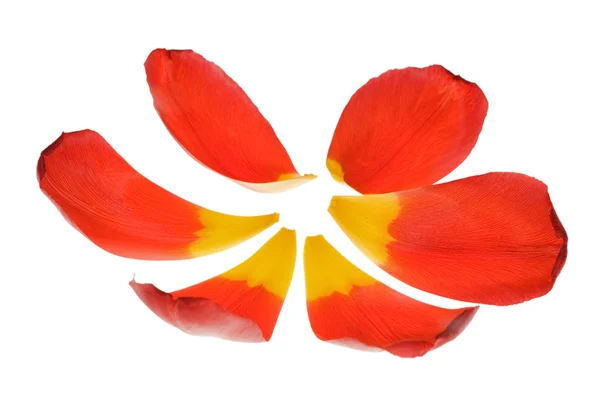Rote Tulpenblätter — Stockfoto