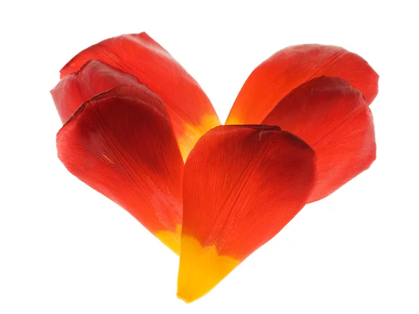 Red tulip heart — Stock Photo, Image