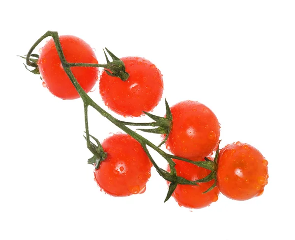 Branche de tomate en gouttes — Photo