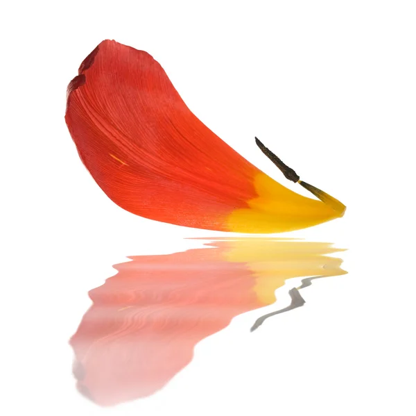 Tulip petal with reflection — Stock Photo, Image