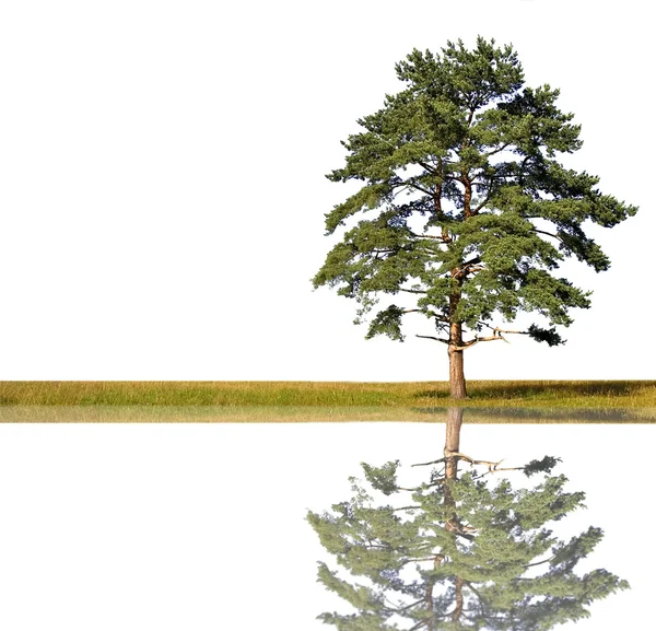 Jediné borovice s odleskem — ストック写真