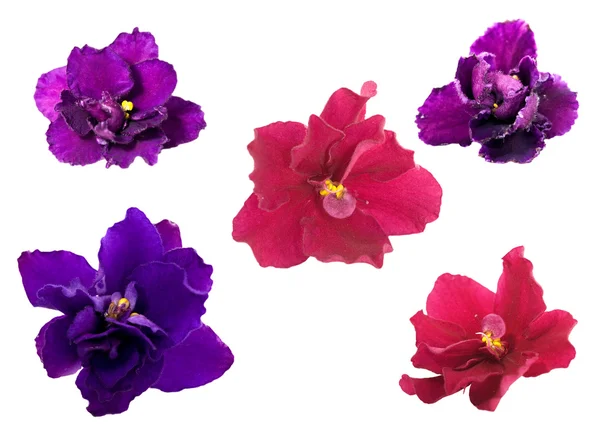 Fünf violette Blüten — Stockfoto