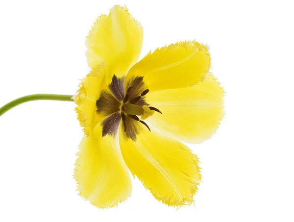 Żółty tulipan zwinięte otwarte — Zdjęcie stockowe