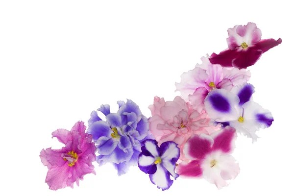 Farklı mor çiçekler köşesi — Stok fotoğraf