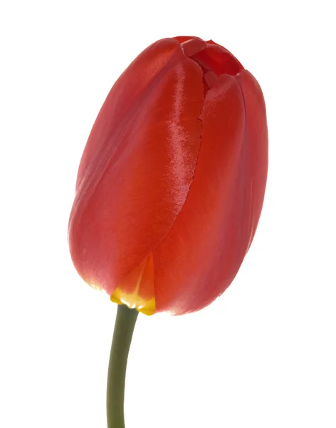 Tulipa vermelha fechada — Fotografia de Stock