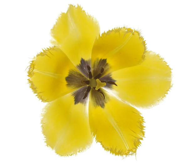 Желтый открытый тюльпан — стоковое фото