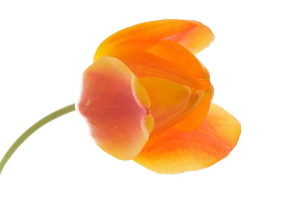 Желтый и красный открытый тюльпан — стоковое фото