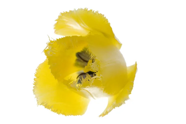 Жовтий тюльпан з завитками — стокове фото