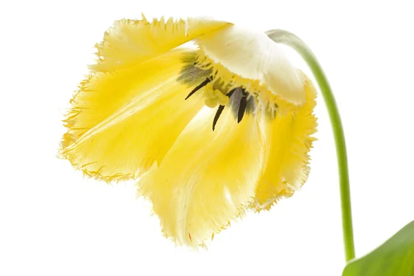 Na białym tle zwinięte żółty tulipan — Zdjęcie stockowe
