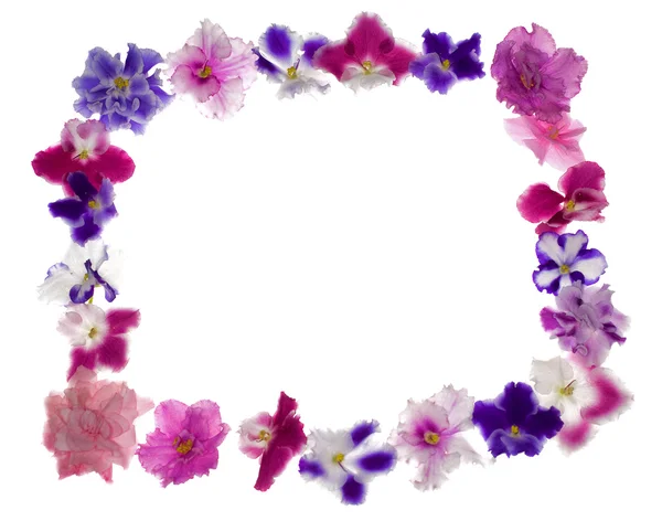 Violet flowers frame — Stock Photo, Image